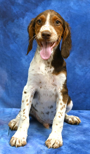 brittany spaniel breeder