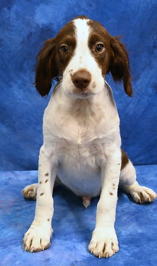 best brittany spaniel breeder