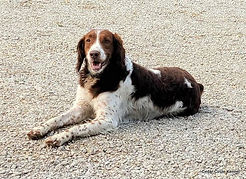 Missouri brittany breeder