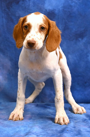 brittany spaniel puppies Missouri