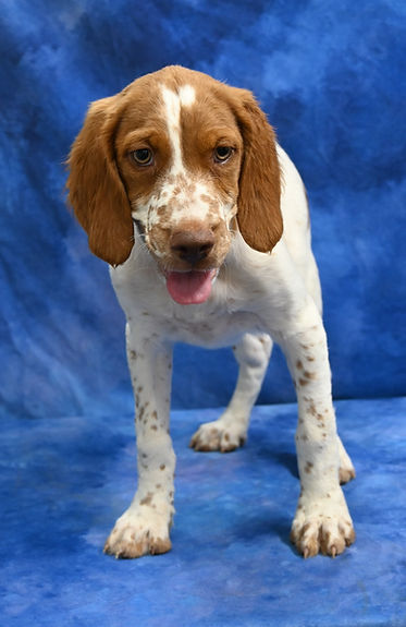 brittany spaniel breeder Kansas