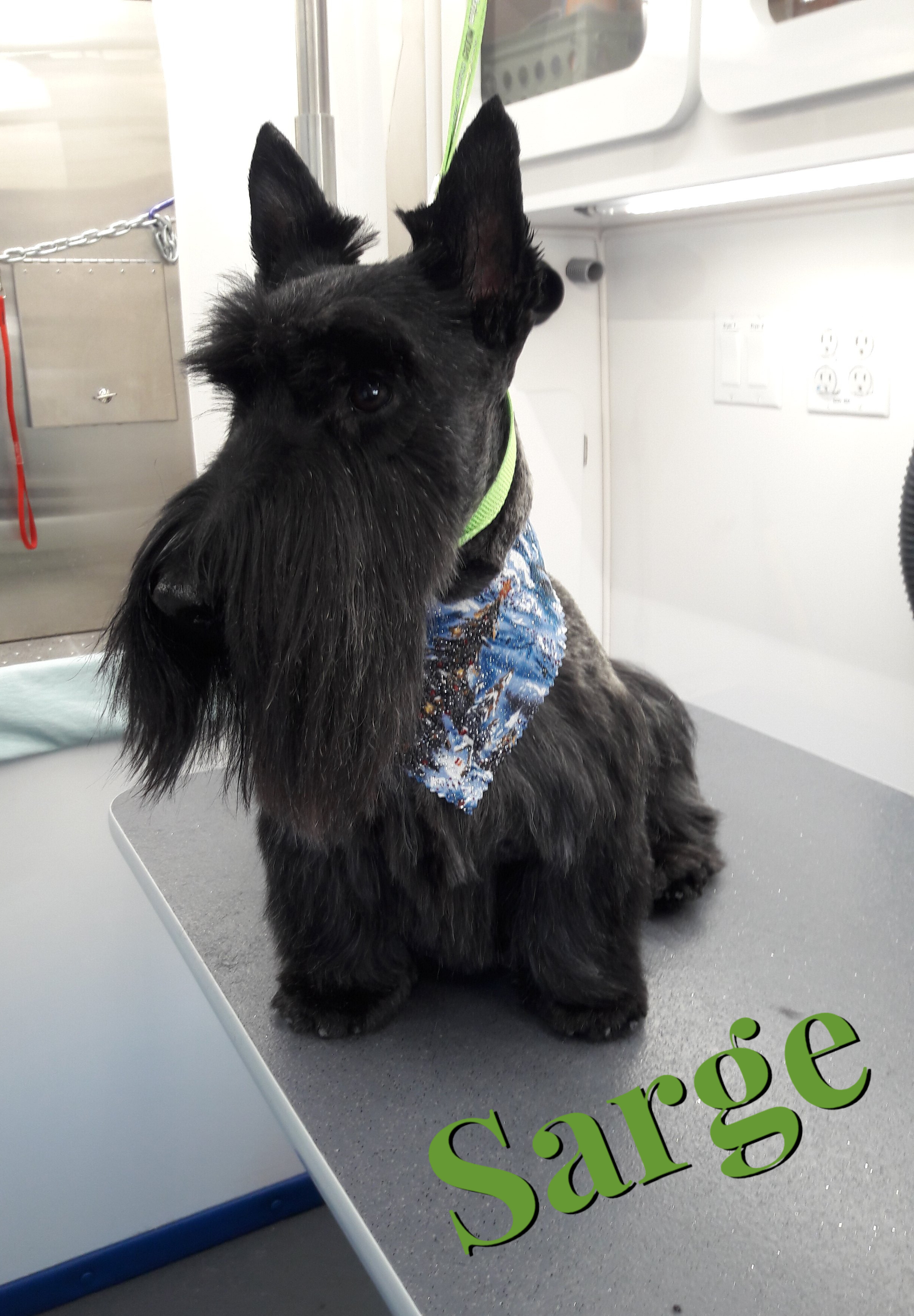 Slide Show Comfort Grooming Fort Collins Mobile Groomer