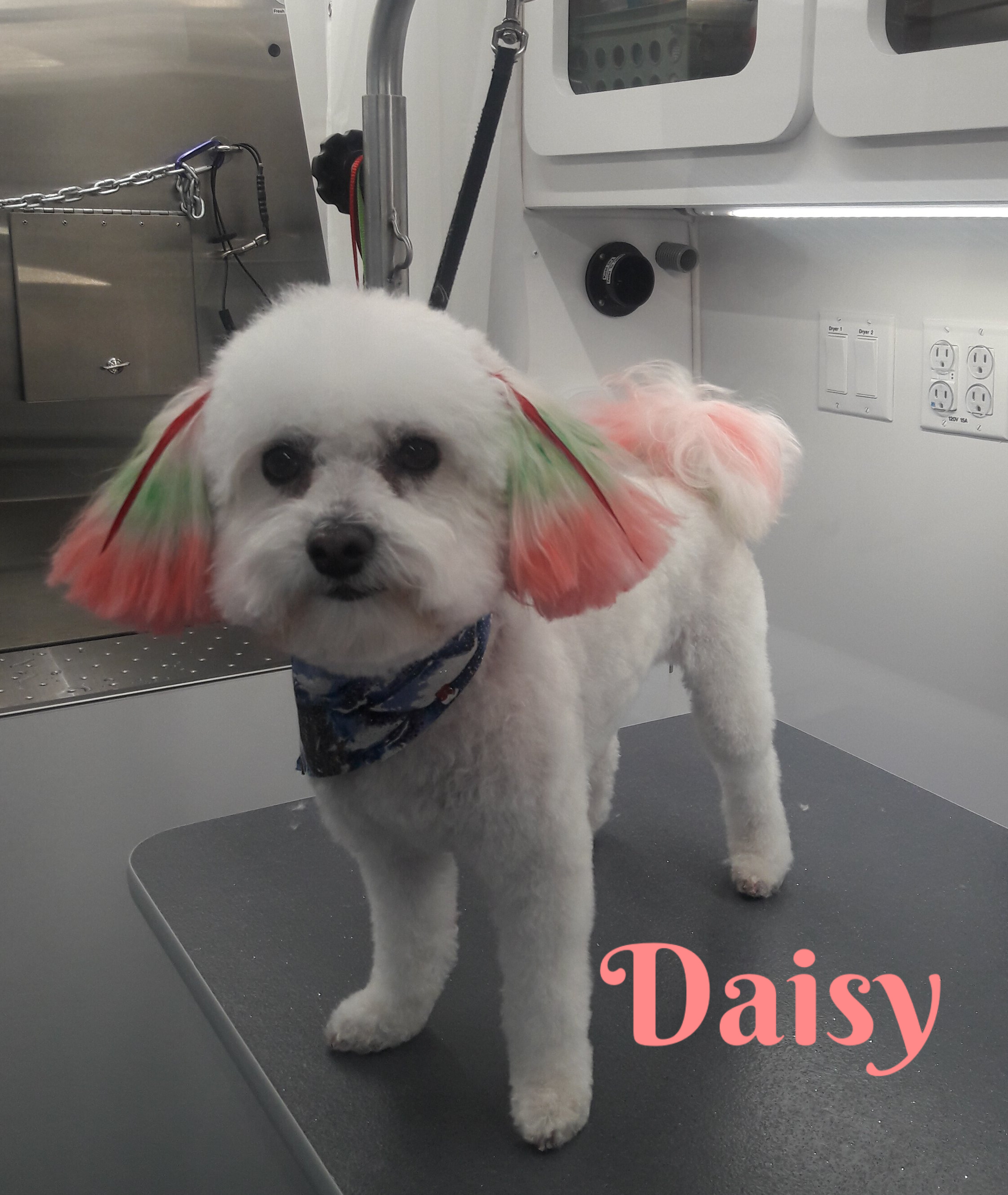 Slide Show Comfort Grooming Fort Collins Mobile Groomer