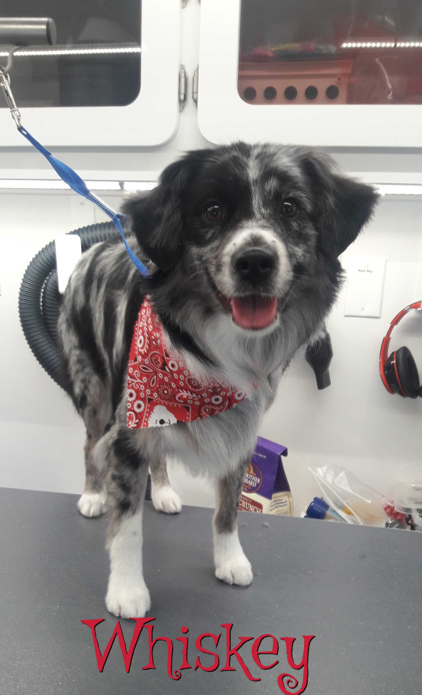 Slide Show Comfort Grooming Fort Collins Mobile Groomer