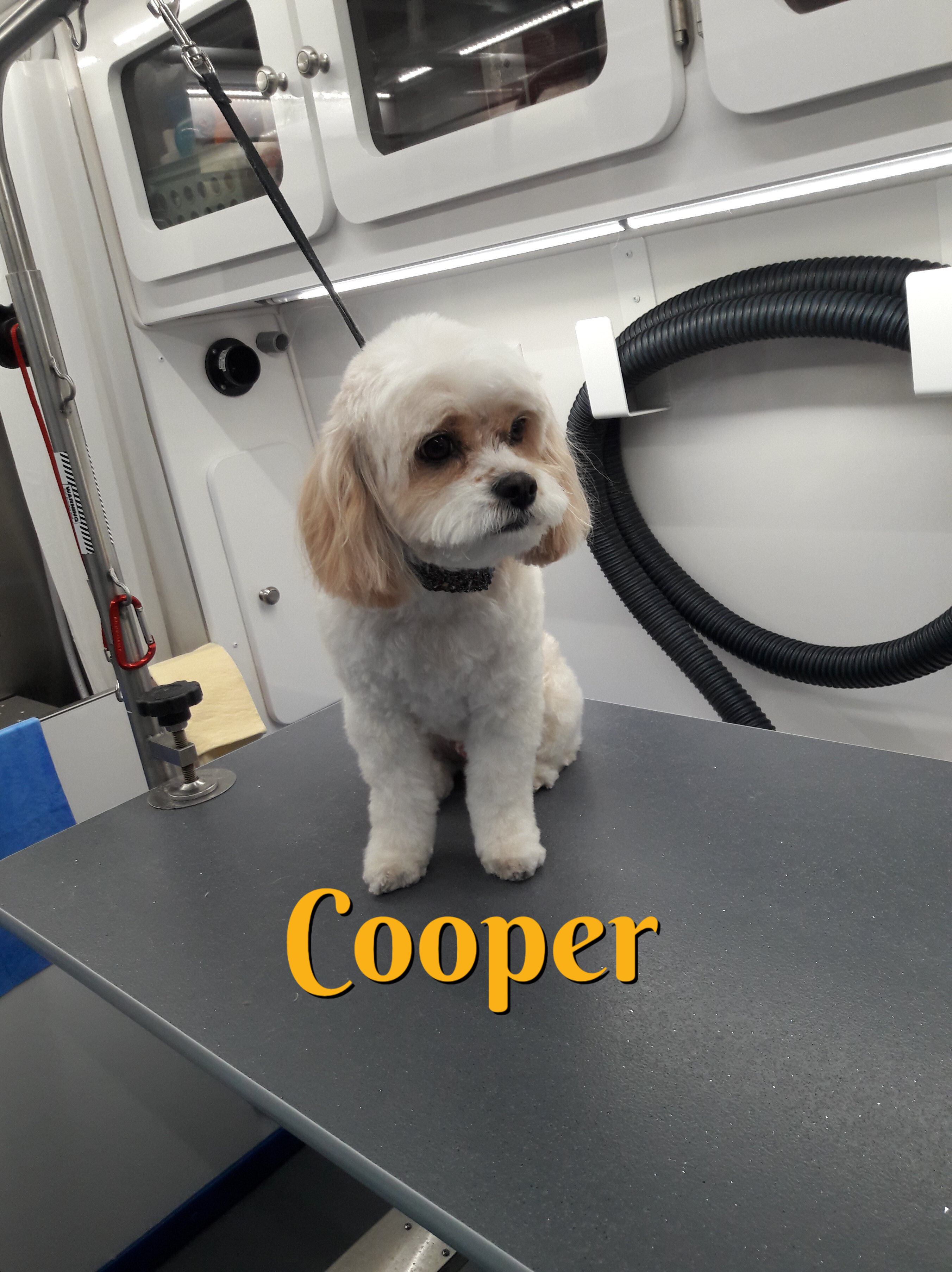 Slide Show Comfort Grooming Fort Collins Mobile Groomer