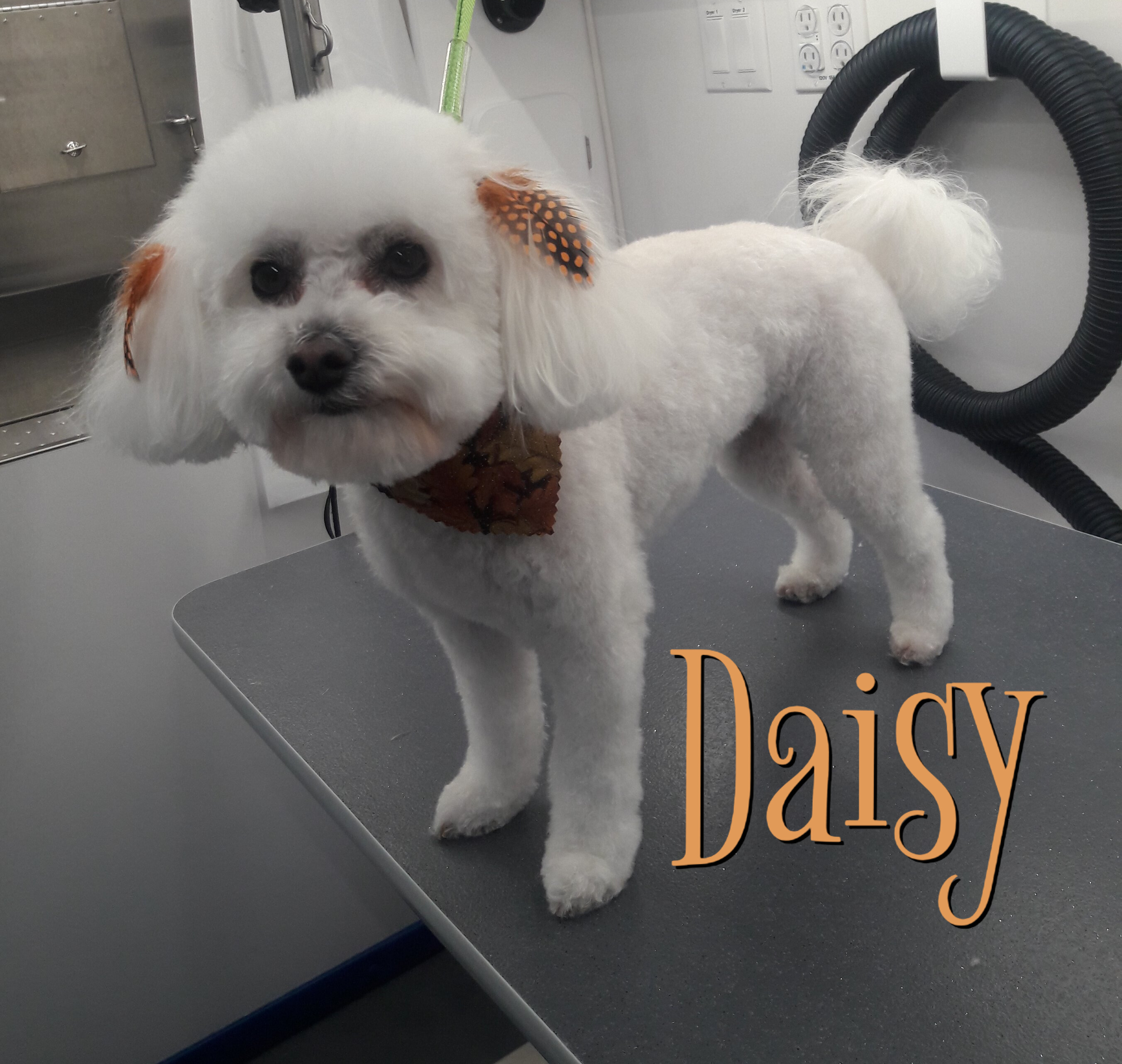 Slide Show Comfort Grooming Fort Collins Mobile Groomer