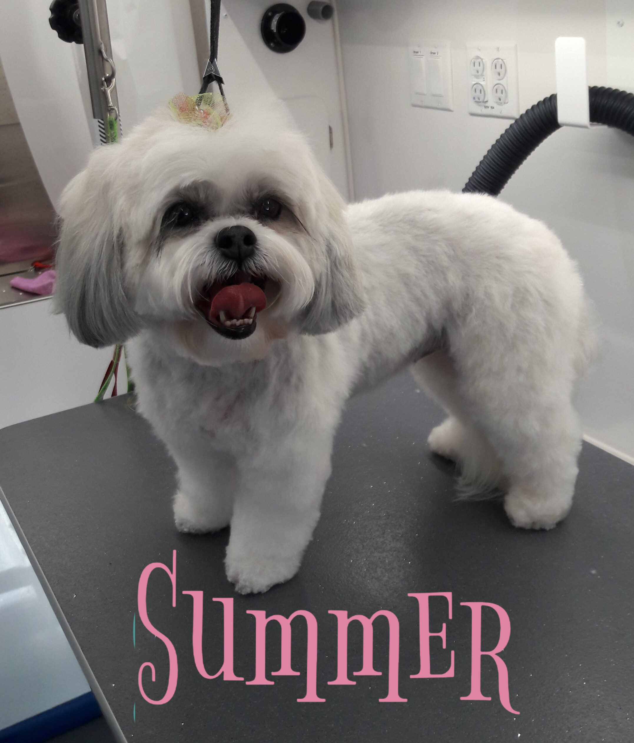 Slide Show Comfort Grooming Fort Collins Mobile Groomer