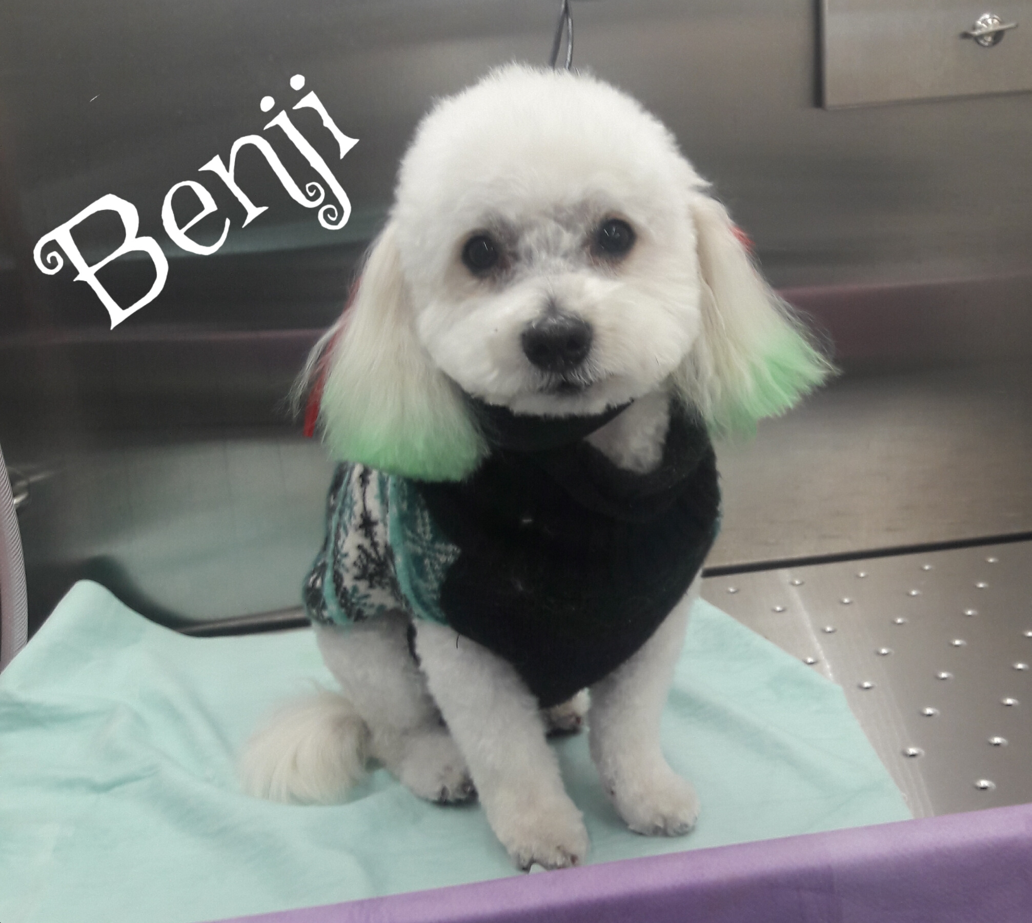 Slide Show Comfort Grooming Fort Collins Mobile Groomer