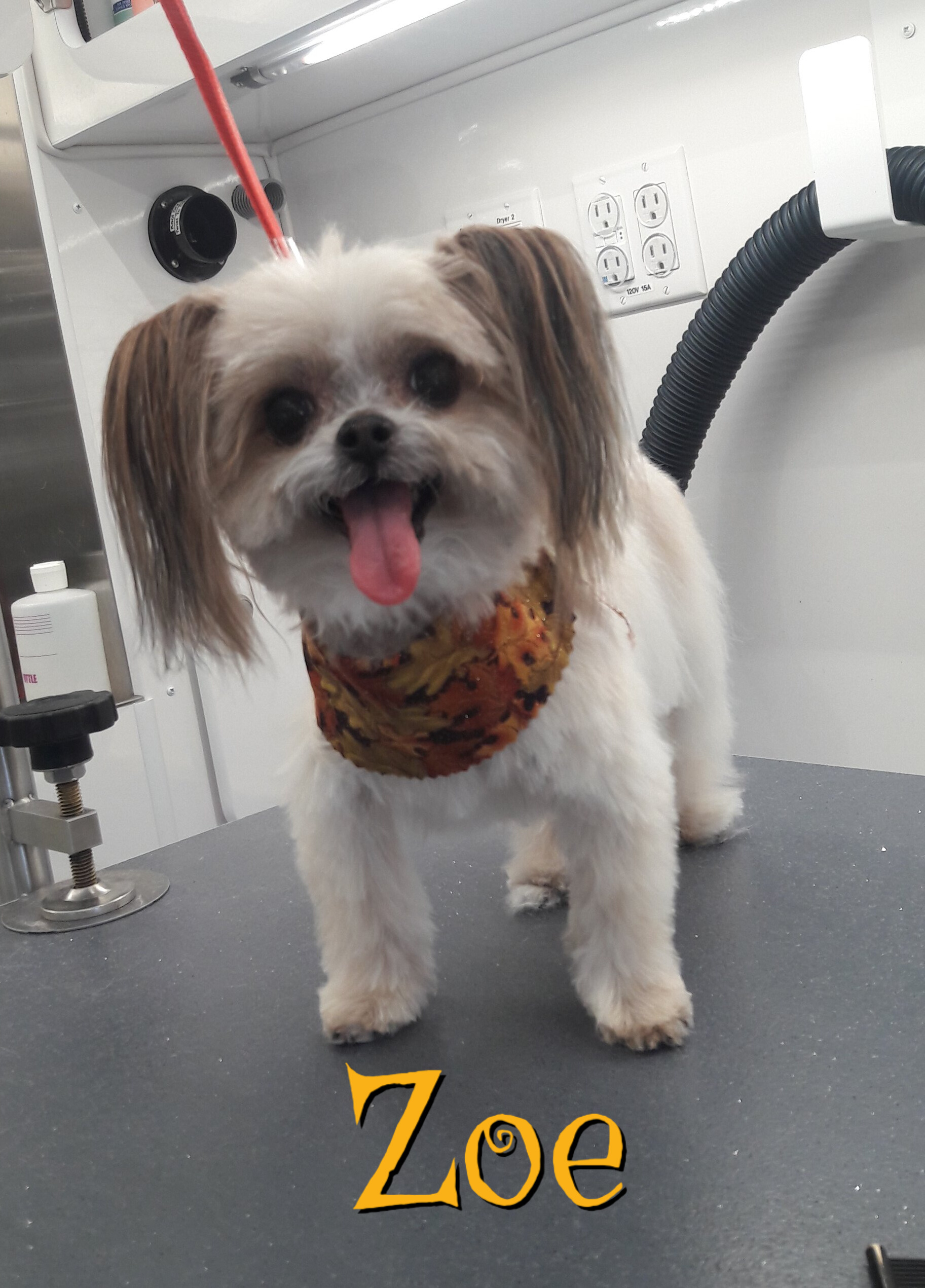 Slide Show Comfort Grooming Fort Collins Mobile Groomer