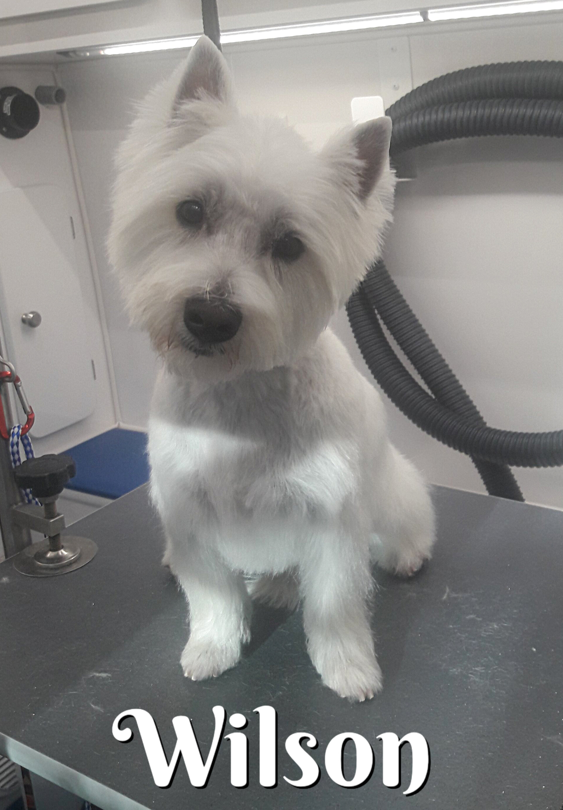 Slide Show Comfort Grooming Fort Collins Mobile Groomer