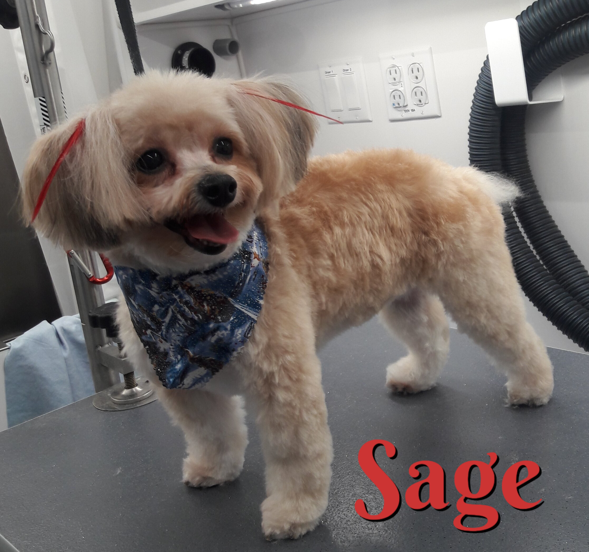 Slide Show Comfort Grooming Fort Collins Mobile Groomer