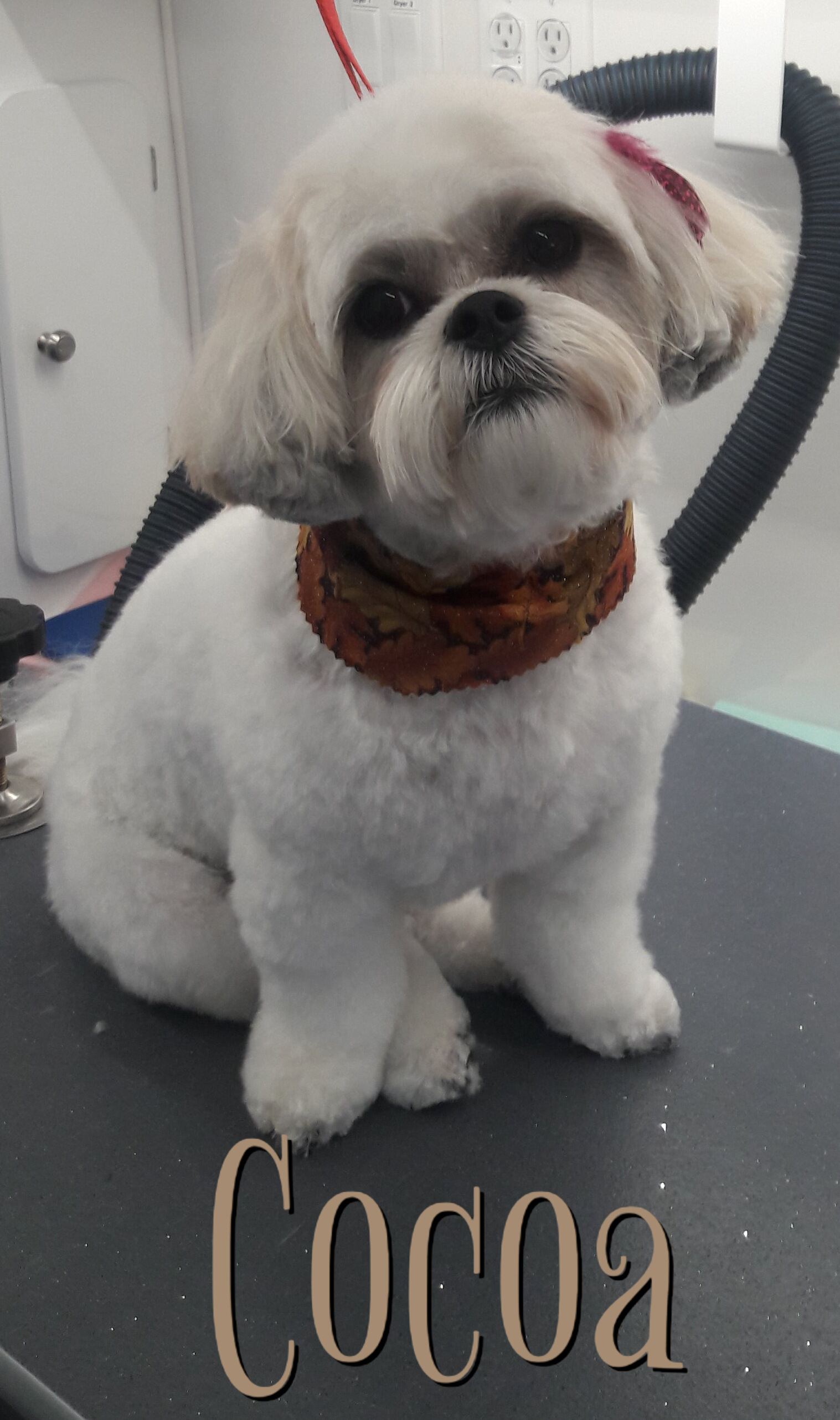 Slide Show Comfort Grooming Fort Collins Mobile Groomer