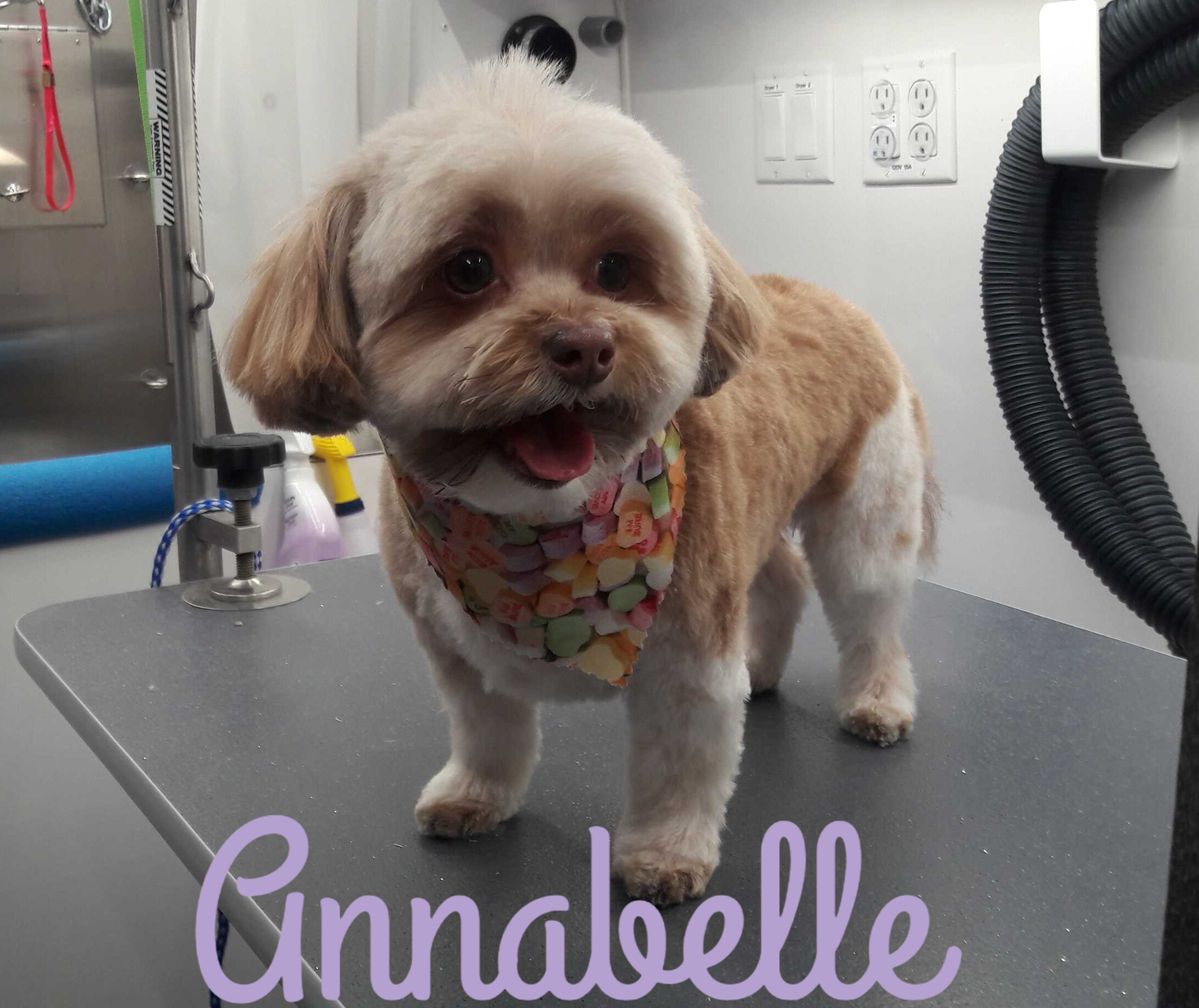 Slide Show Comfort Grooming Fort Collins Mobile Groomer