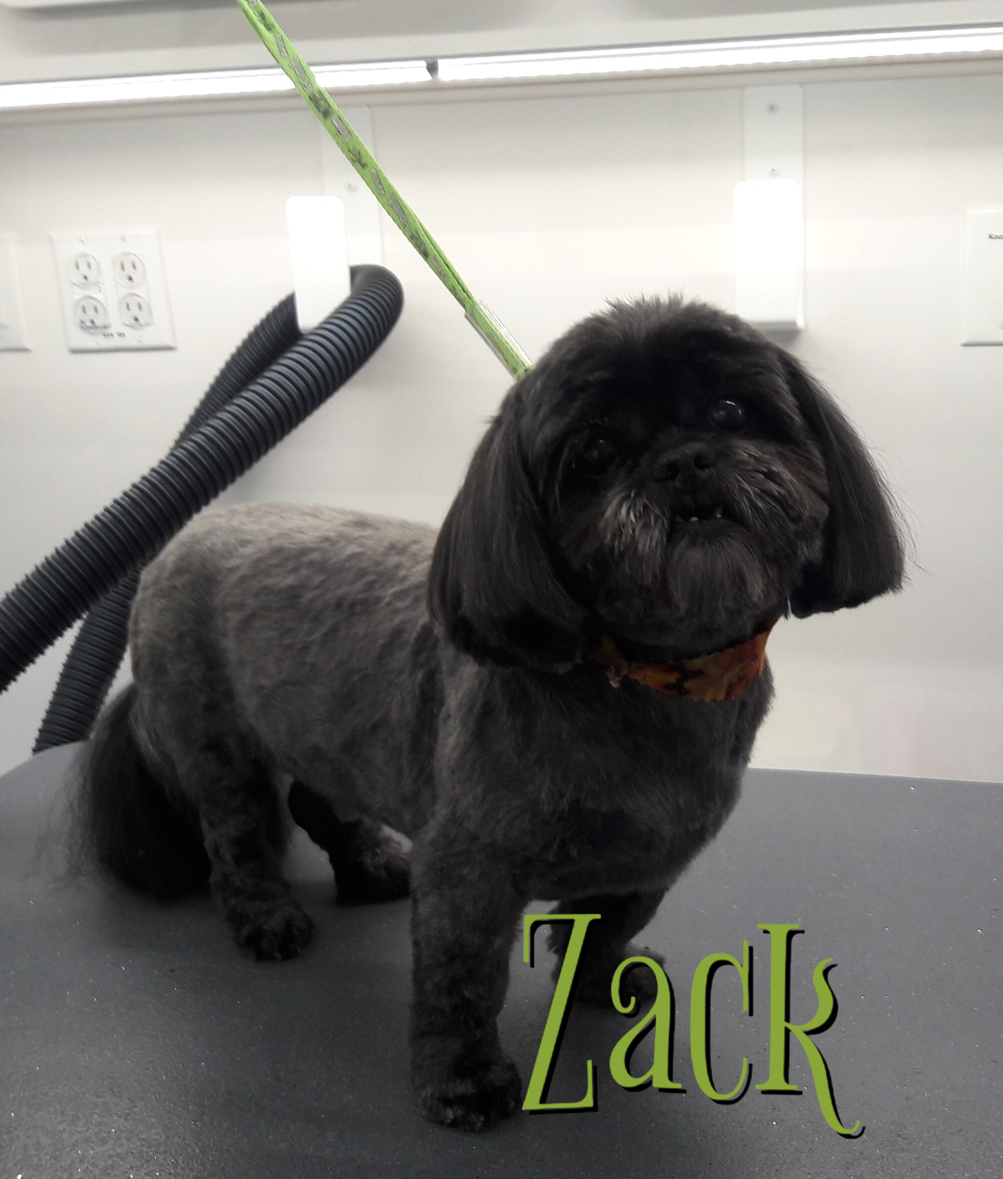 Slide Show Comfort Grooming Fort Collins Mobile Groomer