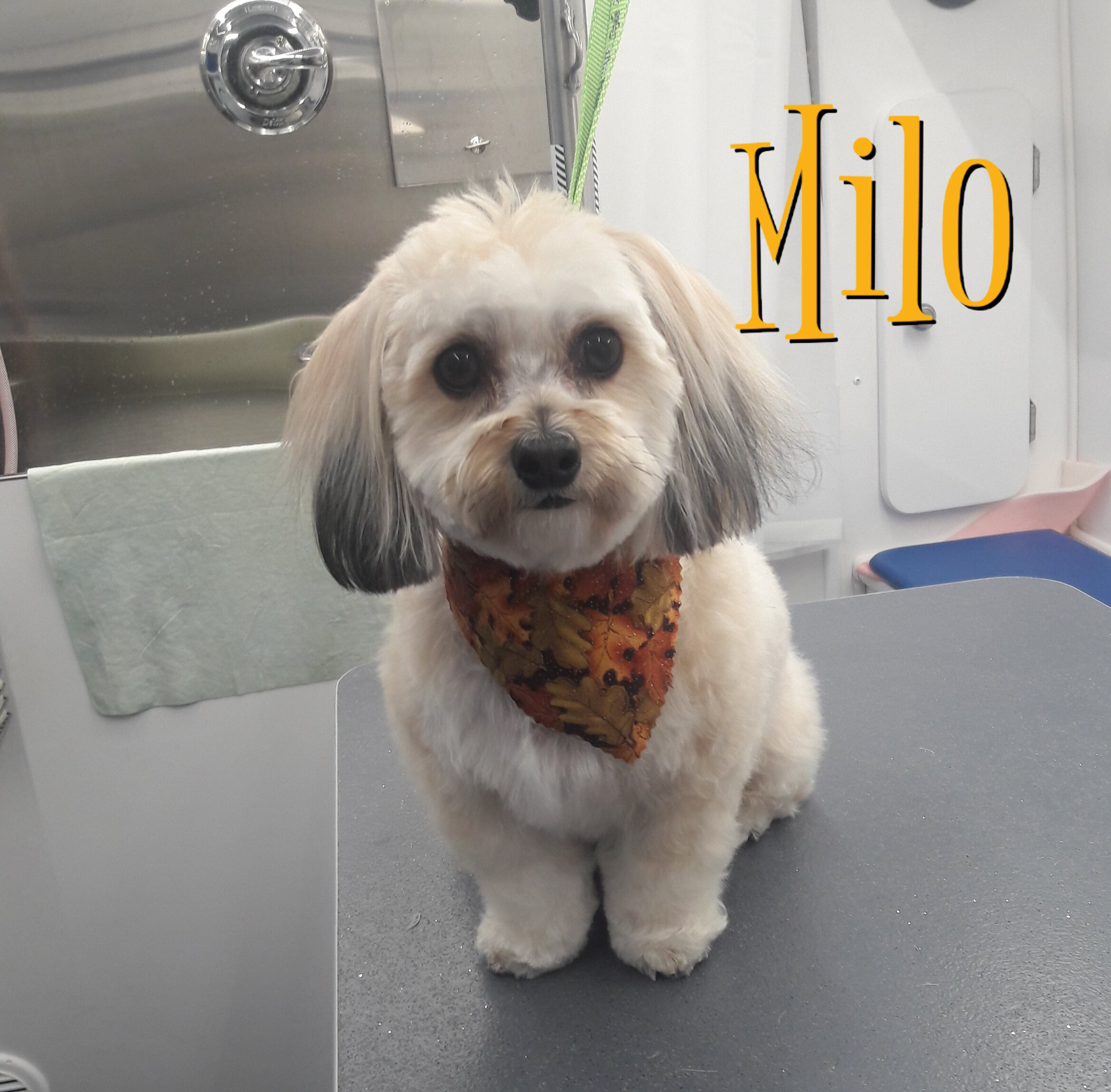 Slide Show Comfort Grooming Fort Collins Mobile Groomer