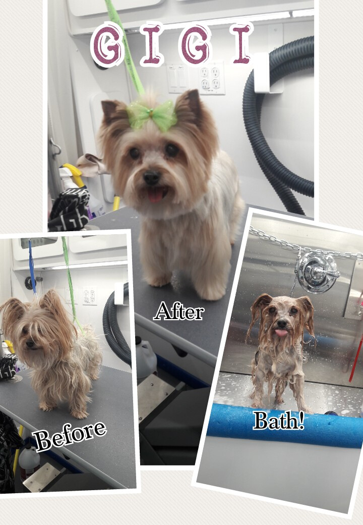 Slide Show Comfort Grooming Fort Collins Mobile Groomer