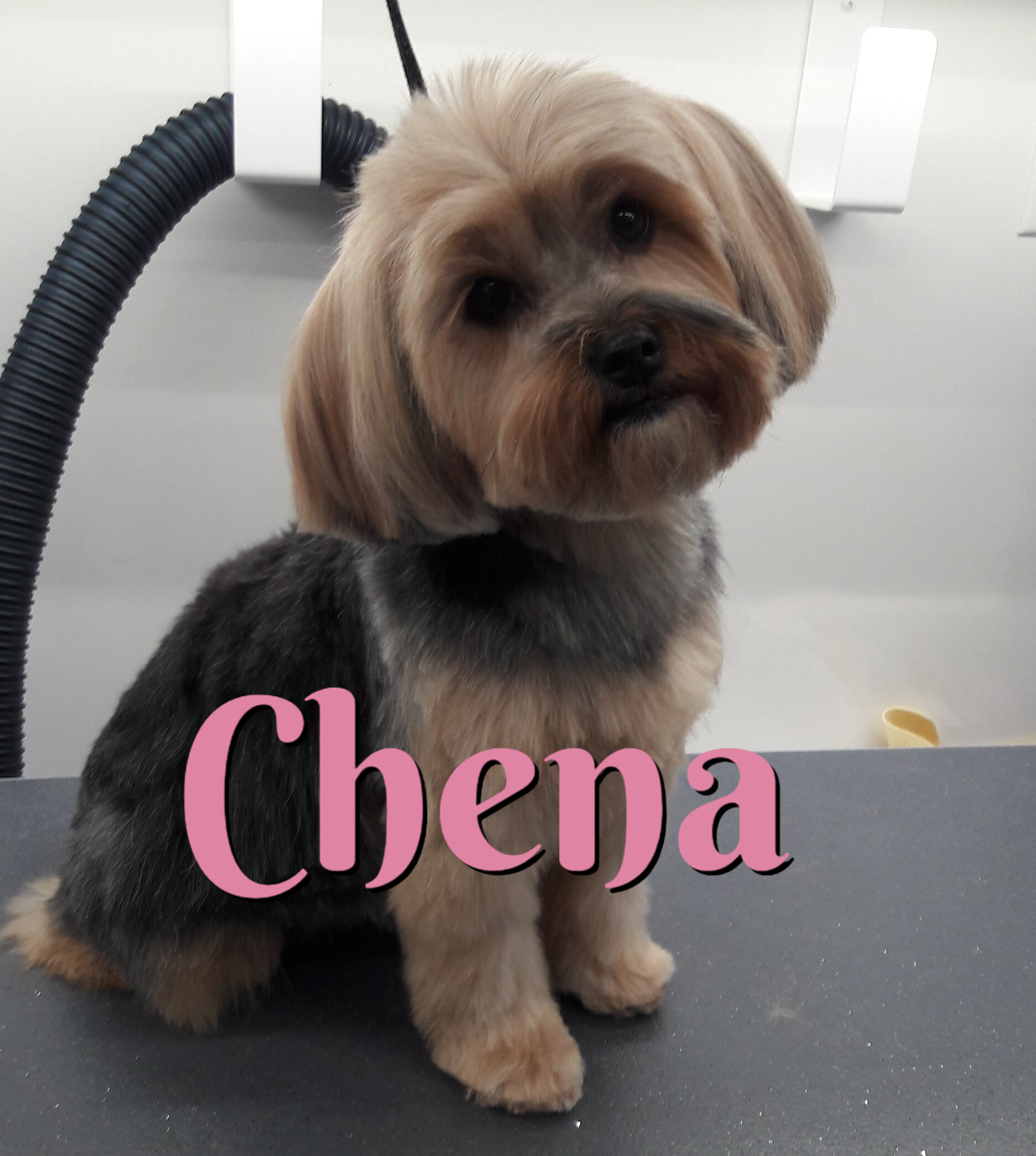 Slide Show Comfort Grooming Fort Collins Mobile Groomer