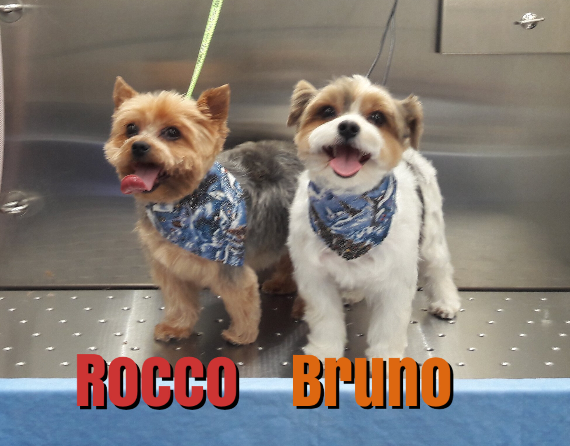 Slide Show Comfort Grooming Fort Collins Mobile Groomer