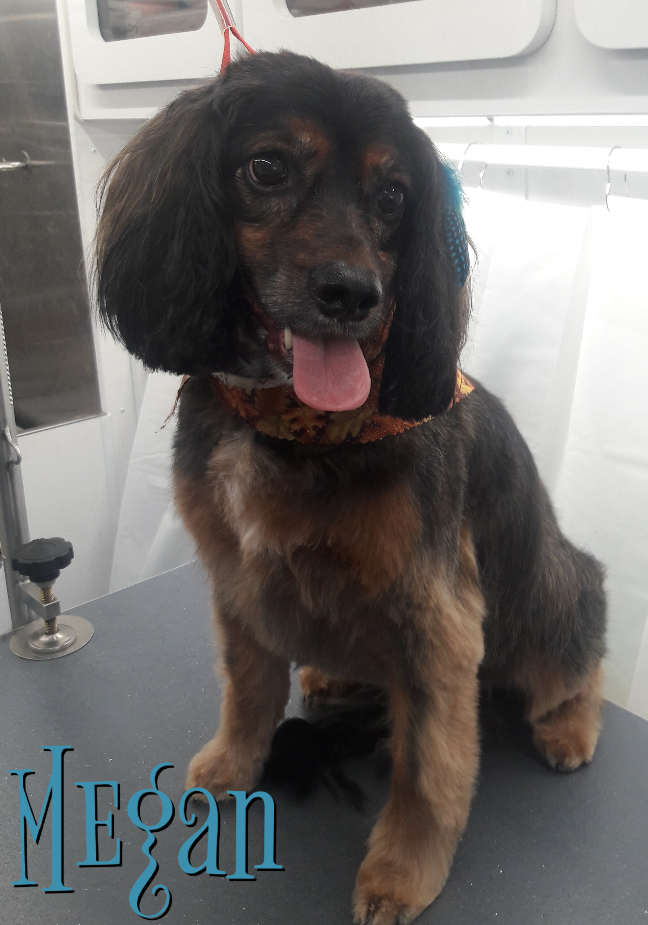 Slide Show Comfort Grooming Fort Collins Mobile Groomer