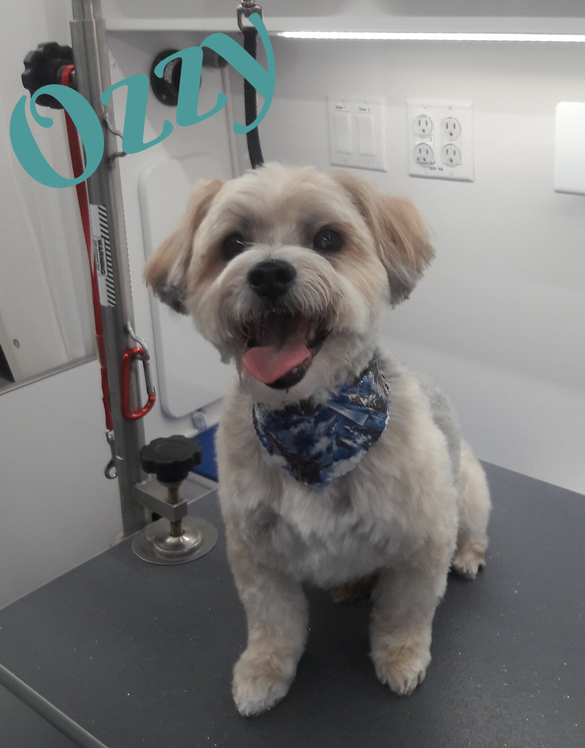 Slide Show Comfort Grooming Fort Collins Mobile Groomer