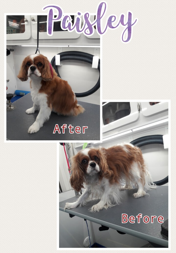 Slide Show Comfort Grooming Fort Collins Mobile Groomer