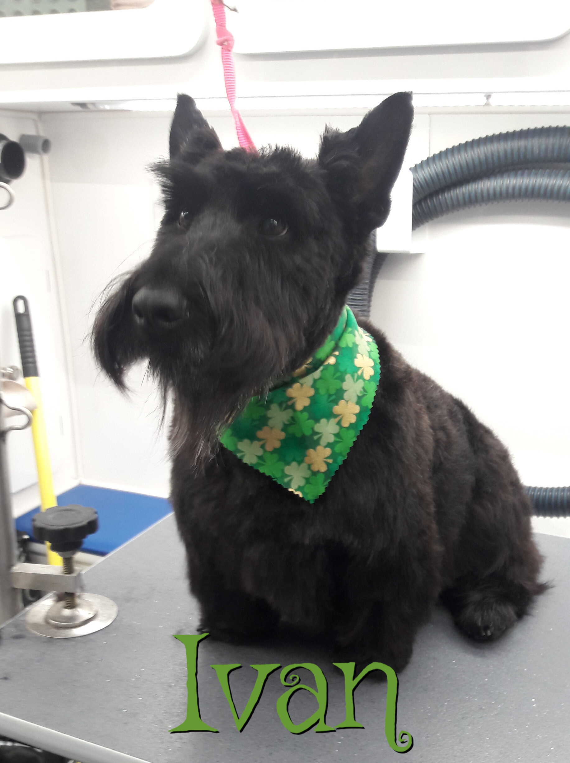 Slide Show Comfort Grooming Fort Collins Mobile Groomer