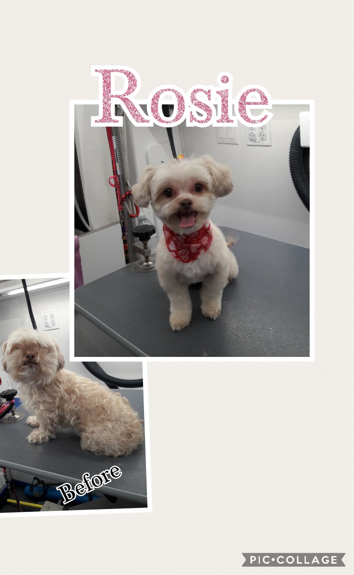 Slide Show Comfort Grooming Fort Collins Mobile Groomer