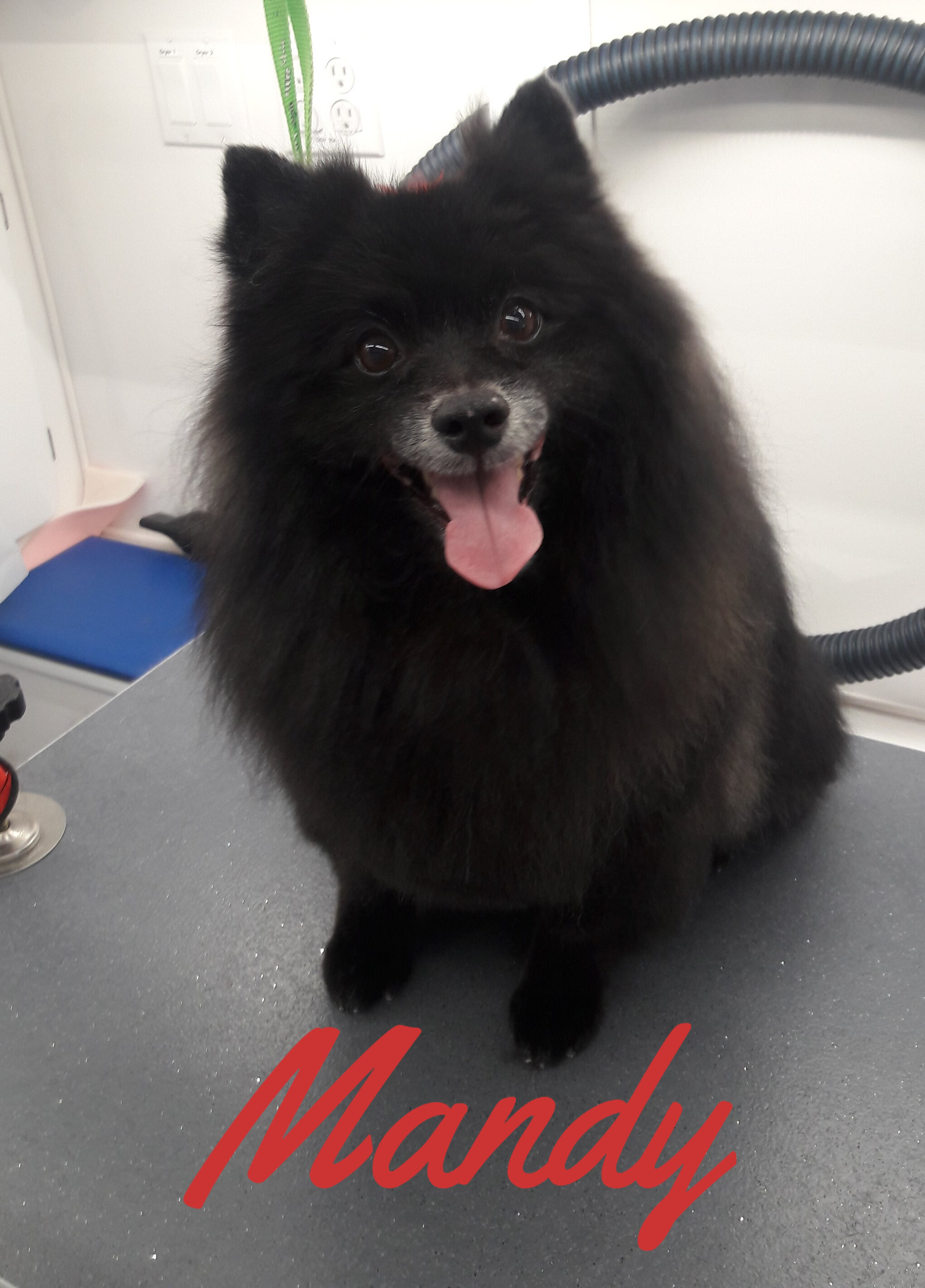 Slide Show Comfort Grooming Fort Collins Mobile Groomer