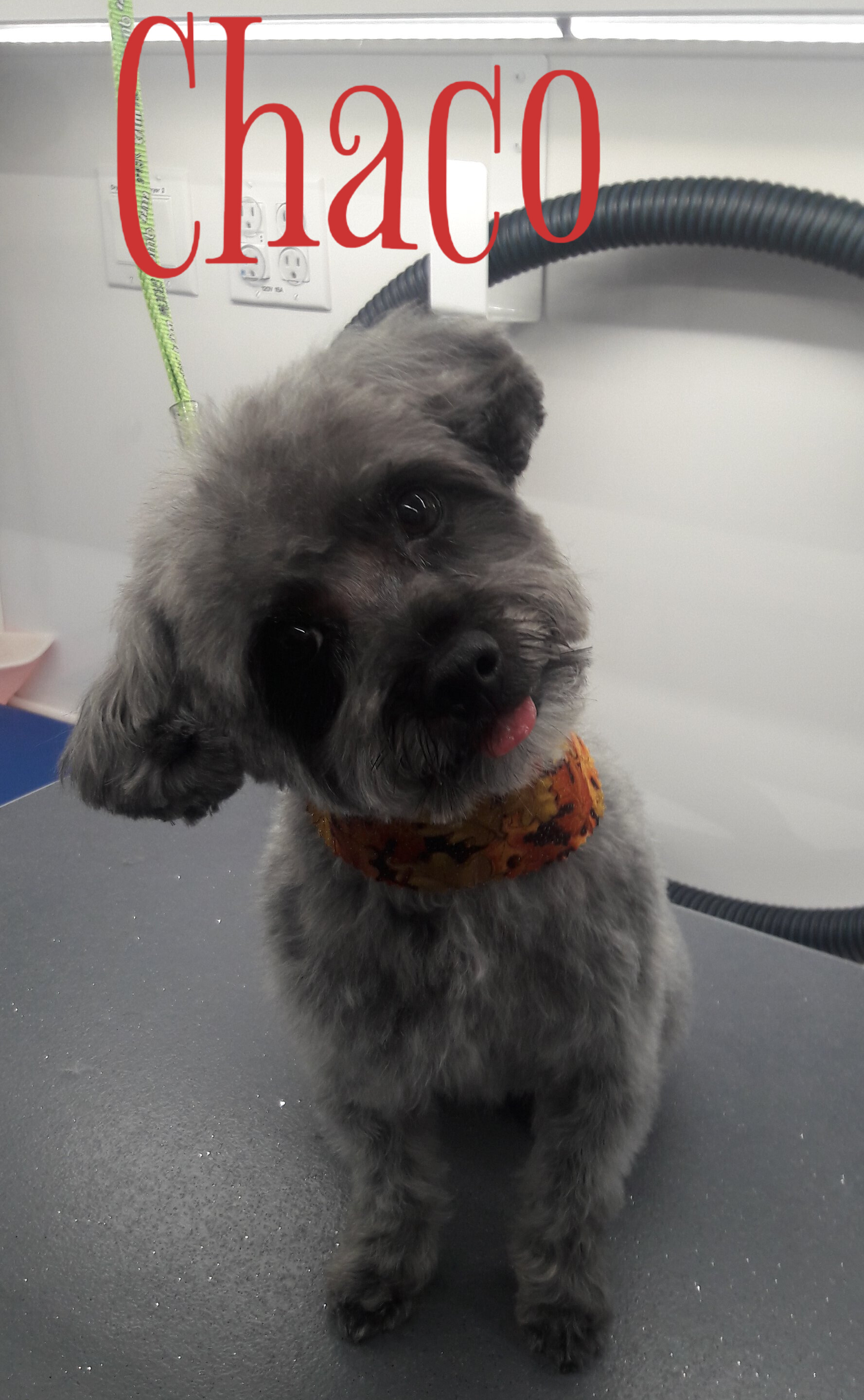 Slide Show Comfort Grooming Fort Collins Mobile Groomer