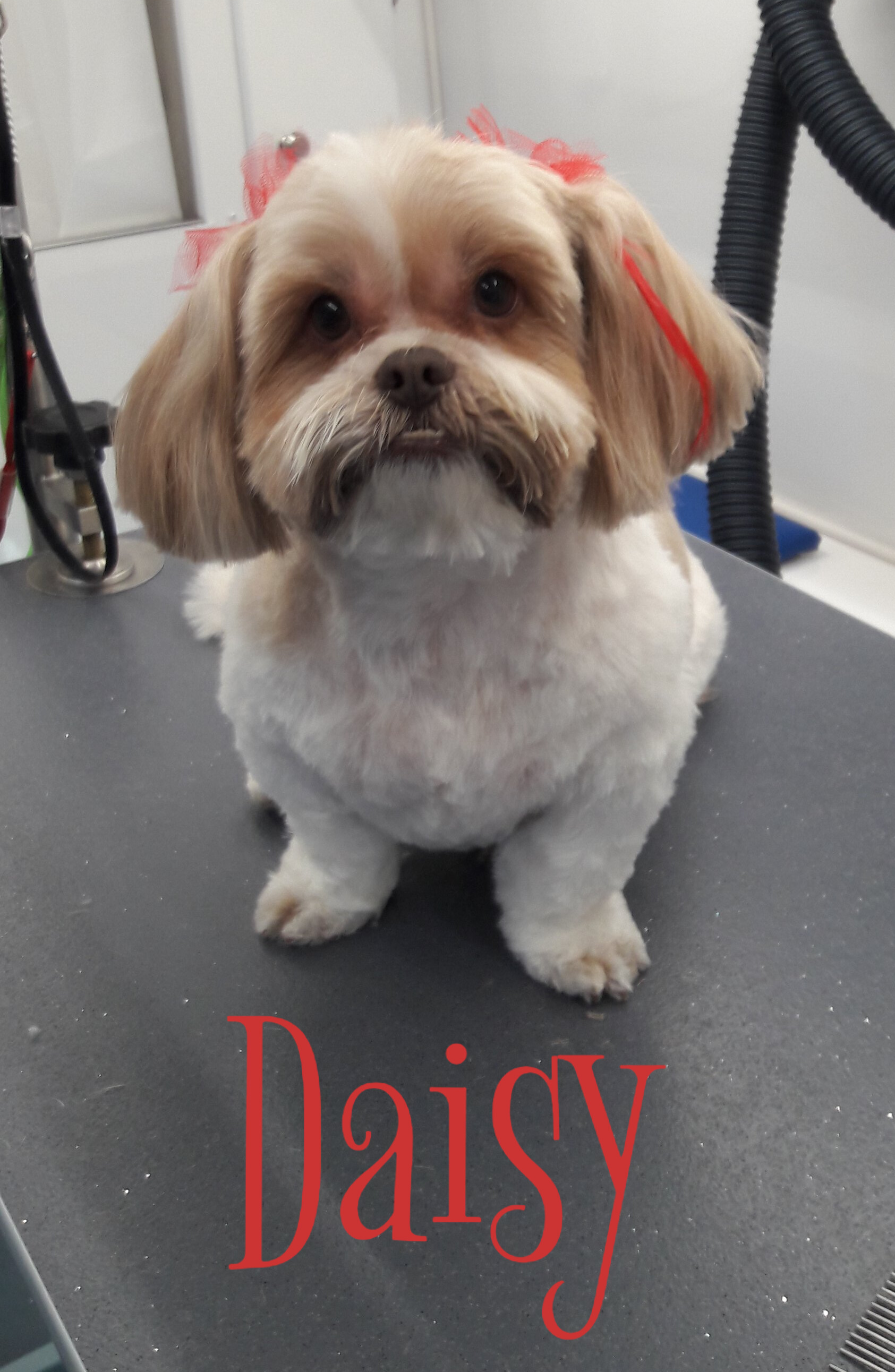 Slide Show Comfort Grooming Fort Collins Mobile Groomer