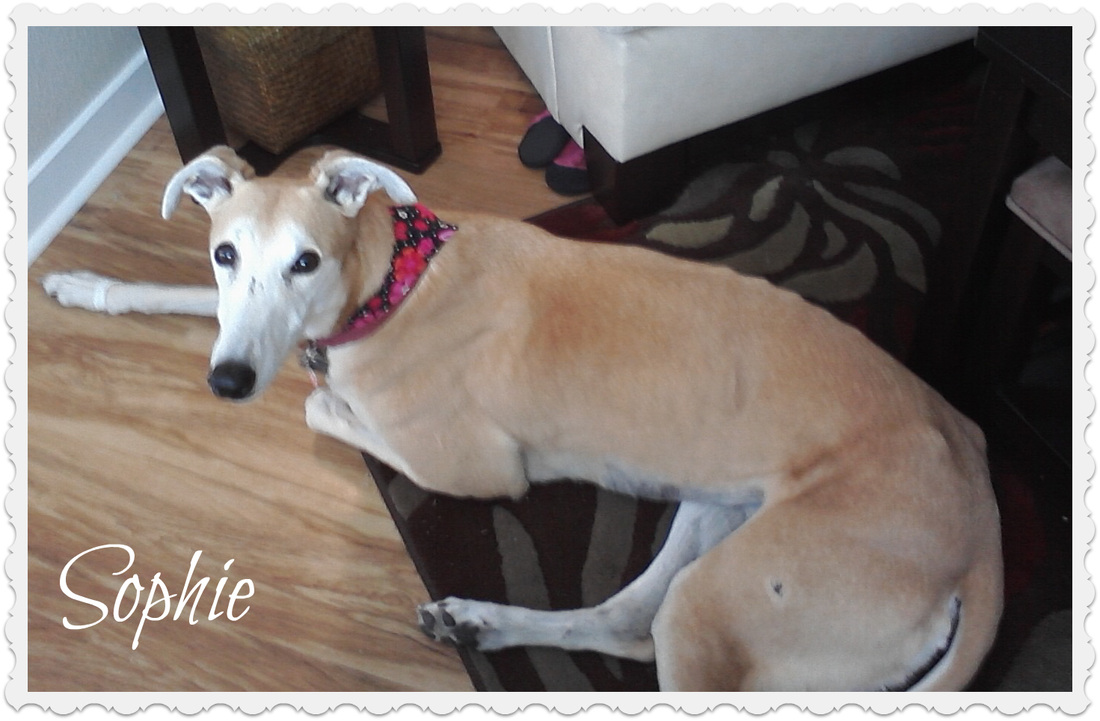 Slide Show Comfort Grooming Fort Collins Mobile Groomer