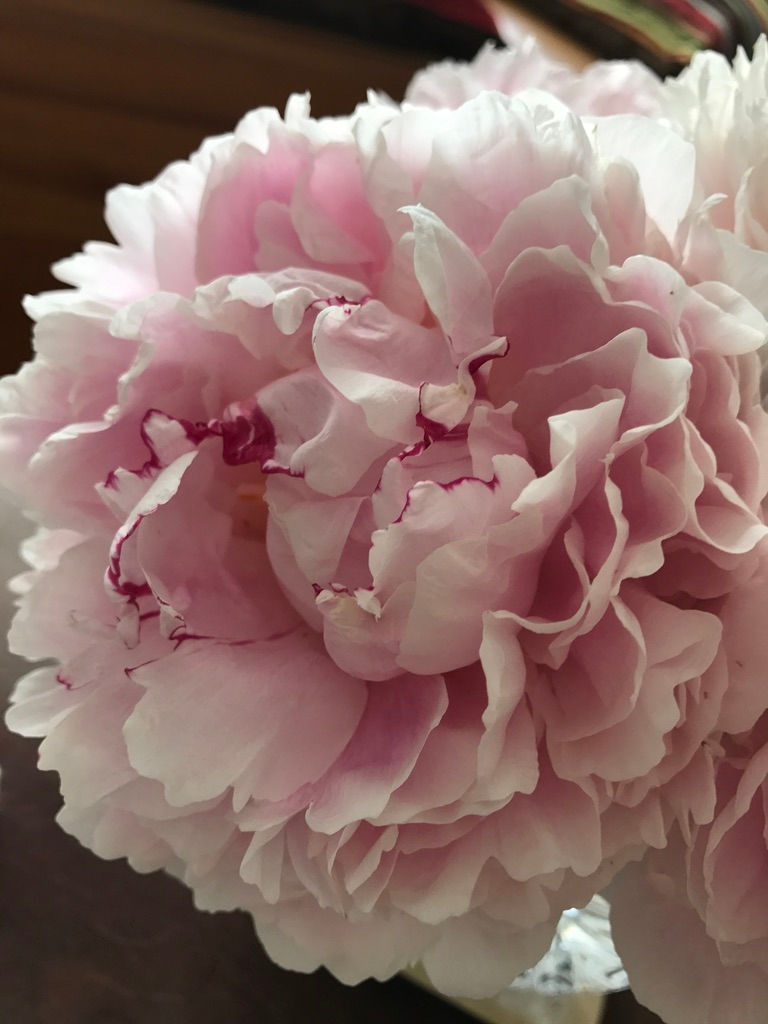 Peony
