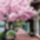 excessive cherry blossoms in downtown small town in the south of United States.jpg