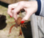 Crawfish Season