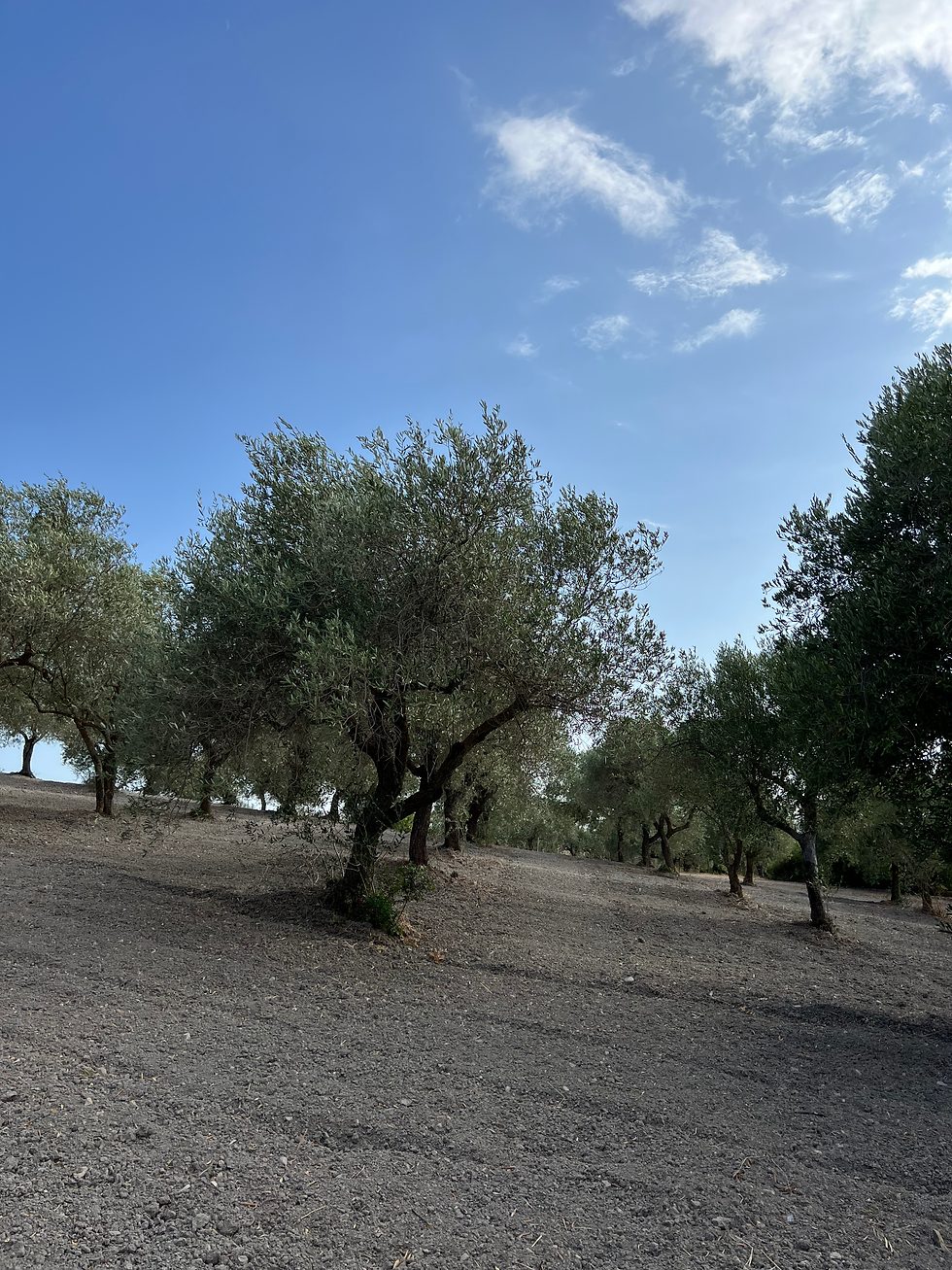 Oliviers en Sardaigne