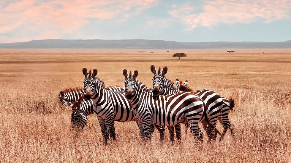 Zèbres dans le Parc National du Serengeti