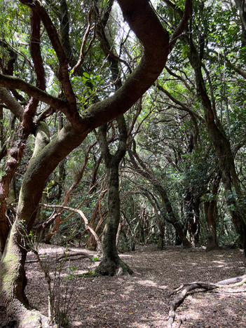 Sentier de randonnée dans le Parc Naturel de Anaga