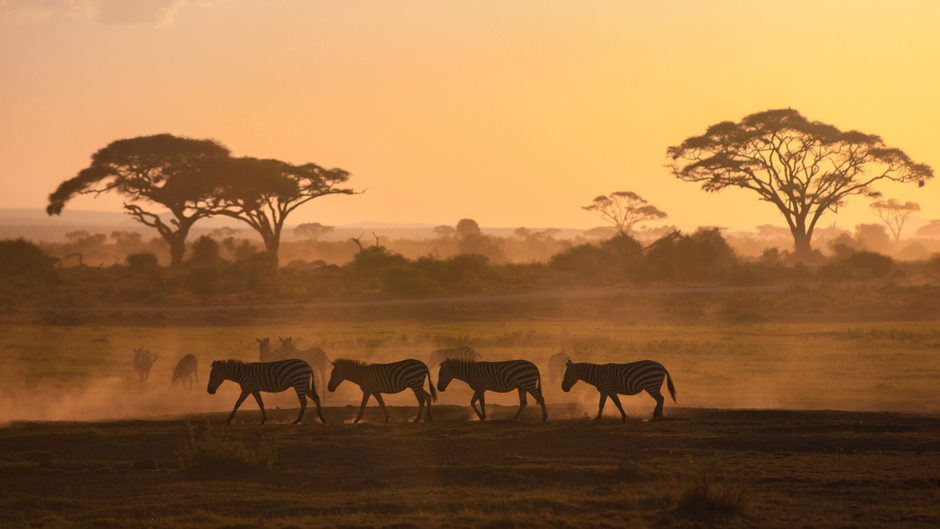 Animaux dans la savane en Afrique