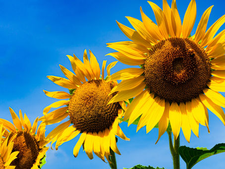 お盆の休診のお知らせ