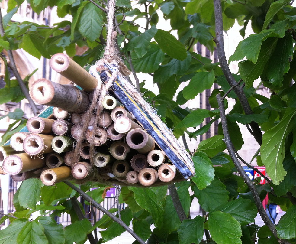 Wooden Tree Hive 2016