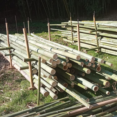 brise vue bambou
bambou vert
bambou brut
tige bambou
tiges bambou
cloture bambou
clôture bambou
tuteur bambou
tuteurs bambou
pergola bambou
pergola en bambou
canne bambou
cannes bambou
vente bambou
acheter bambou
ou acheter bambou
vente bambou pas cher

tige de bambou
tiges de bambou
bambou sec
