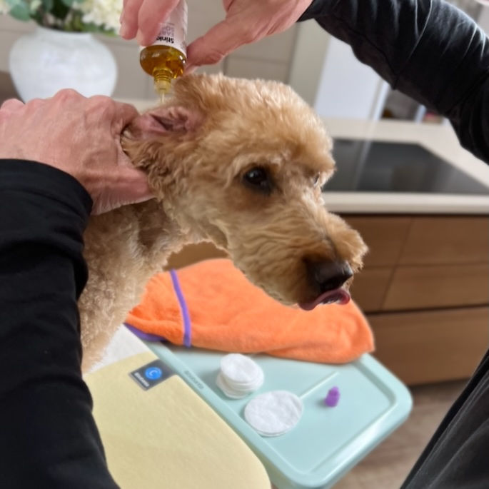 Dog having ears treated with Stinky Stuff