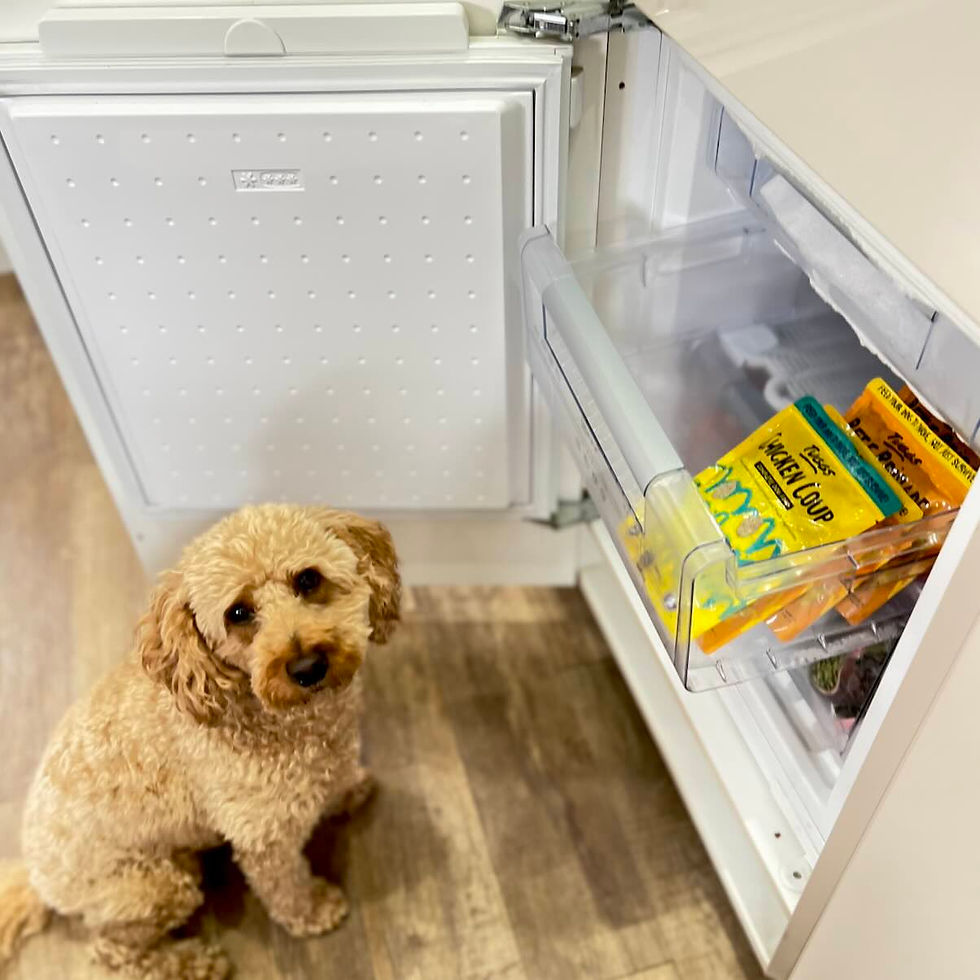 Tuggs insect dog food in a freezer