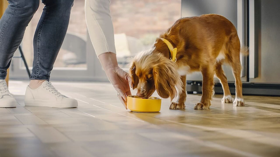 Person feeds brown dog from a yellow bowl indoors. 