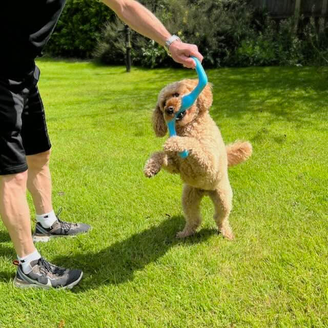 West Paw Zogoflex Bumi dog toy