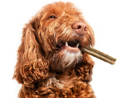 Best Dental Chews for Dogs 2025