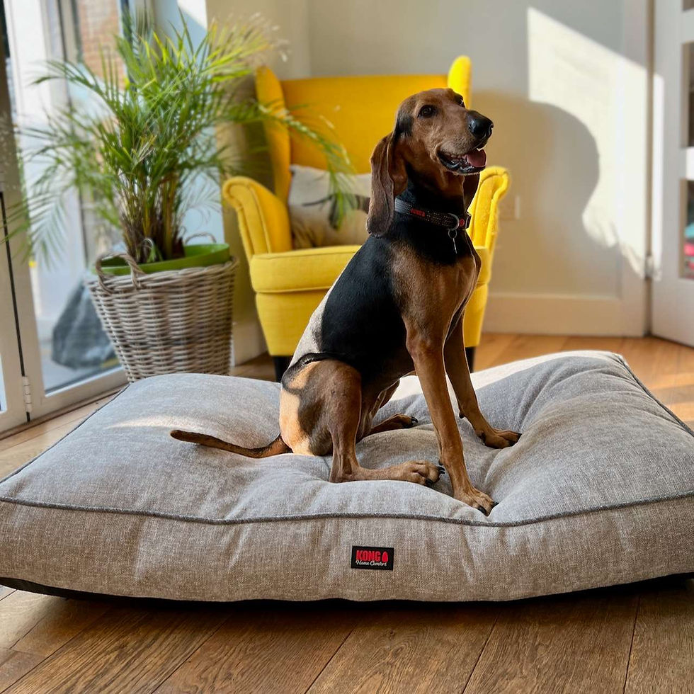 Kong large comfort mattress for dogs