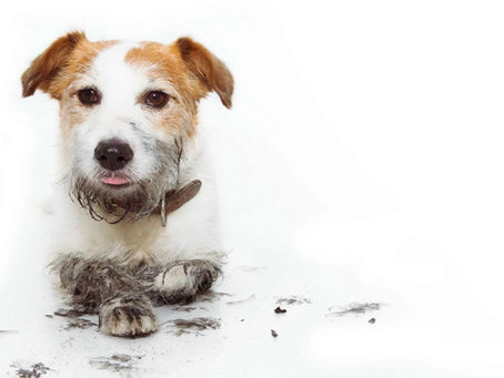 A dog with muddy paws