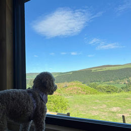Dog looking out cabin window at hills and blue sky