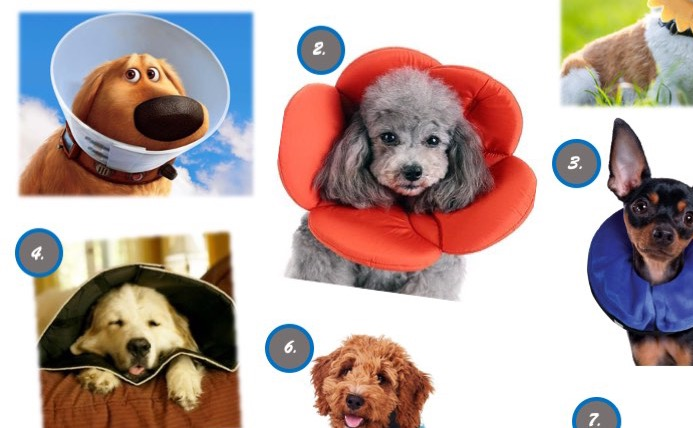 inner tube cone for dogs